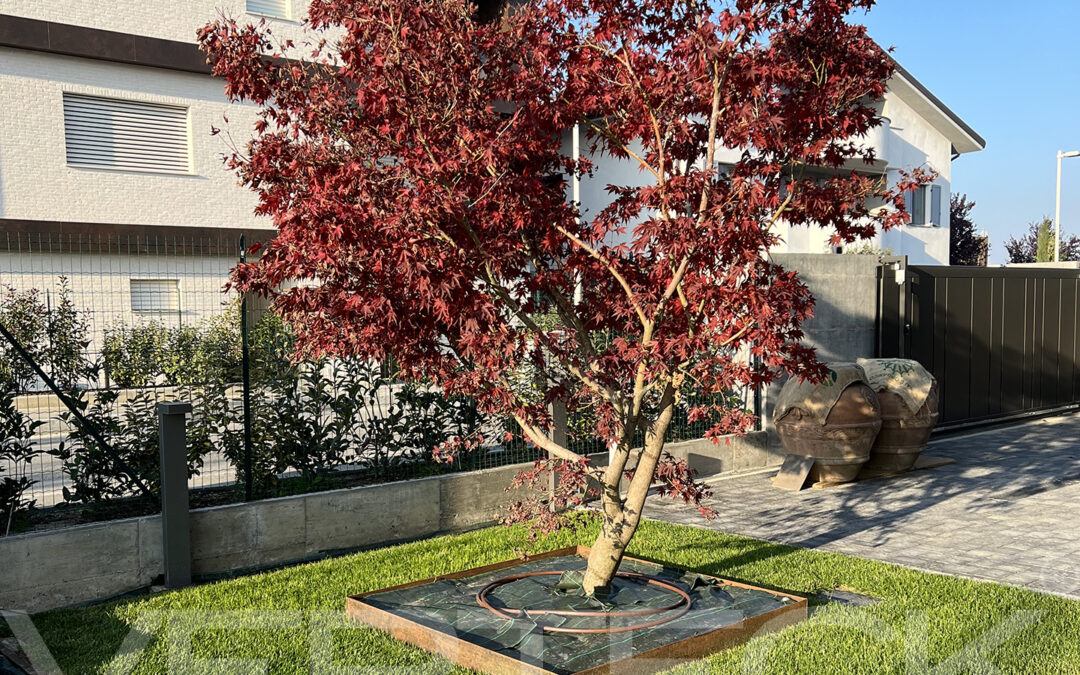 Il giardino con l’acero rosso