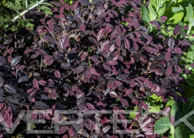 Un felice restyling di giardino privato-Verteck Giardinaggio