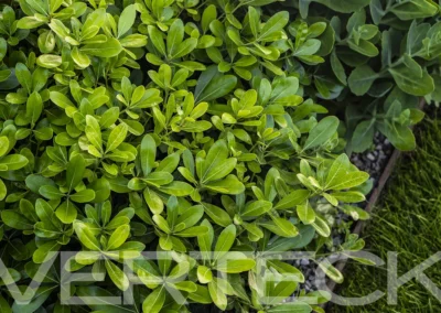 Un felice restyling di giardino privato-Verteck Giardinaggio