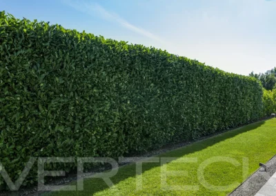 Un felice restyling di giardino privato-Verteck Giardinaggio
