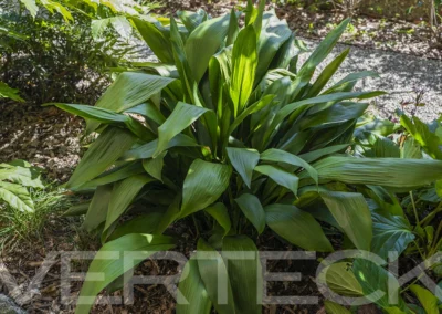 Grazioso giardino condominiale ad uso esclusivo
