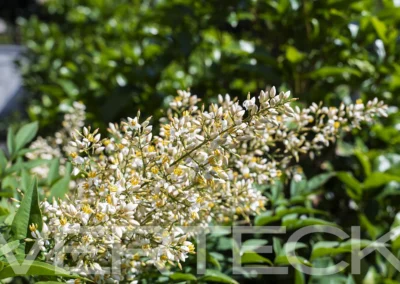 Grazioso giardino condominiale ad uso esclusivo